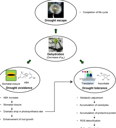 Figure 1. The main drought resistance strategies employed by plants to counter water deficit periods (drought escape, drought avoidance, and drought tolerance) and the main steps of the plant response to dehydration 