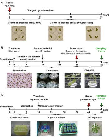Figure 2.Experimental drought models based on osmotic stress, and established by supplementation of polyethylene glycol (PEG) to growth medium: Lemna minor model, established with PEG6000 supplemented to aqueous growth medium (A, [68]), Brassica napus mode