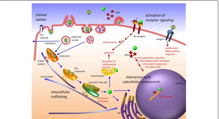 Figure 4 Cytotoxic effects of NPs. In the biological environment, NPs may trigger the production of reactive oxygen species (ROS)
