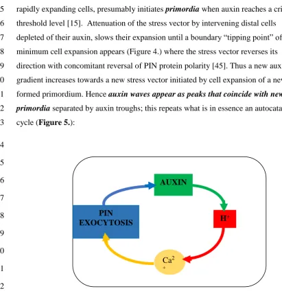 Figure 5. The auxin autocatalytic cycle While Turing proposed a model based on the interaction between simple diffusion gradients of two morphogens, Nature exploits the interaction of three ions: PIN proteins boost the uphill diffusion of auxin against the