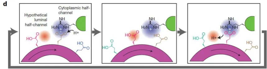 Figure 3. The proton pump pathway Sequential protonation and deprotonation of the c-ring involves ATP-hydrolysis-driven rotation that causes protonation of a Glu 