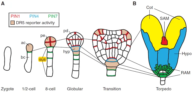 Figure 4 Embryogenesis in Arabidopsis: Cell lineages, PIN protein localization, and auxin response maxima (reprinted from [69])  