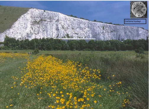 Figure 8. Chilly Brook chalk cliffs with E. huxleyi Coccolithophores such as E. huxleyi [inset] constructed massive soft chalk deposits of calcium carbonate during the cretaceous period (145 - 65 MYA), now seen here from 