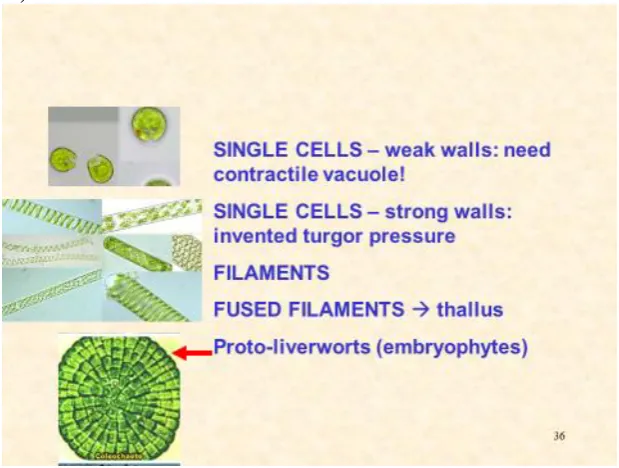 Figure 9. Metaphyte origins Progression from single cells to filaments that align forming a flat thallus