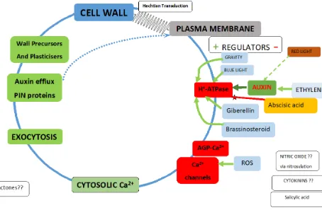 Figure 2. The Hechtian Growth Oscillator – Regulators. Regulators of the plasma membrane H+-ATPase reflect its two major roles: 
