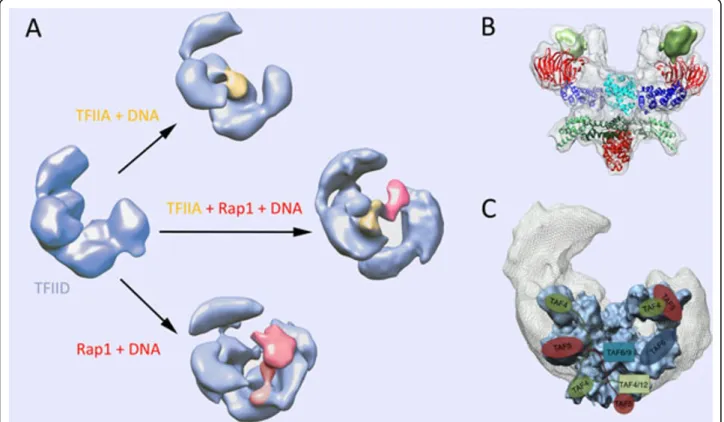 Figure 3 Structure of TFIID. (A) Structure of TFIID and of its complexes with TFIIA, DNA and the Rap1 activator