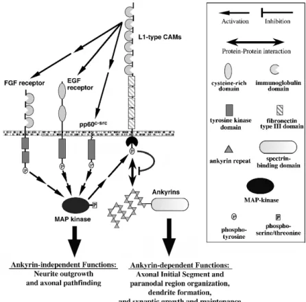 Fig. 1. Model, how ankyrin-binding relates to different L1-type CAM functions. 