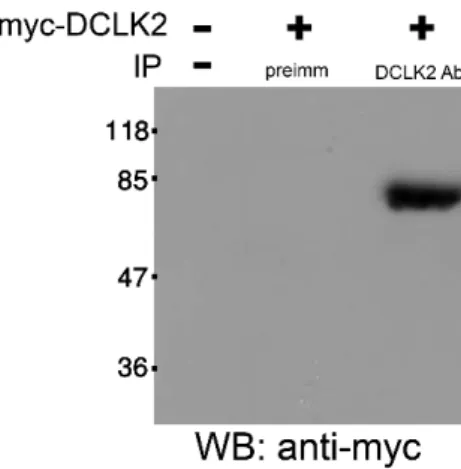 Fig. 1. DCLK2 antibodies immunoprecipitate myc-tagged DCLK2. HEK293 cells were  transfected with myc-tagged DCLK2 and immunoprecipitated with preimmune serum or  DCLK2 antibodies
