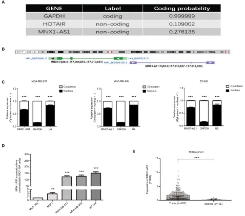 Figure 1 MNX1-AS1, a bona fide lncRNA, was increased in breast cancer tissues and cell lines.represented as log2-fold changes (cancer/normal)