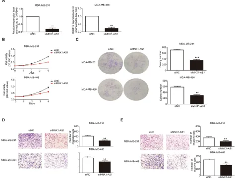 Figure 2 MnX1-as1 knockdown inhibited proliferation, migration and invasion of BC cells.Notes: (A) The MnX1-as1 expression level was determined by qRT-PCR in MDa-MB-231 and MDa-MB-468 cells transfected with siRnas