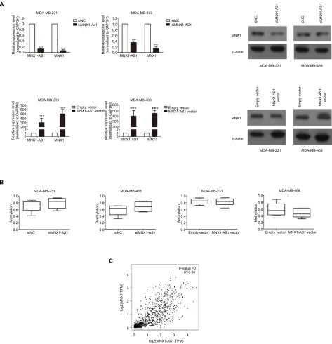 Figure 4 MnX1-as1 was correlated with MnX1 expression.and with MnX1-as1 vector or empty vector