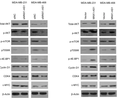 Figure 5 lncRna MnX1-as1 could promote eMT in BC cells.Notes: The expression of 5-cadherin, slug and snail were measured after lncRna MnX1-as1 was suppressed in MDa-MB-231 and MDa-MB-468.Abbreviation: eMT, epithelial–mesenchymal transition.
