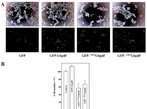 Fig. 8. The effects of overexpression of wild-type Gbp45 and its mutants  T43N Gbp45 and  T56N Gbp45