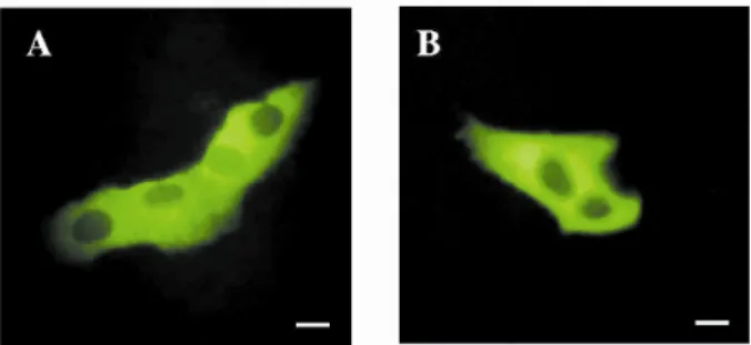 Fig. 5. The subcellular localization of the Gbp45 protein. A – HEK-293 cells were  transfected with pEGFP-Gbp45