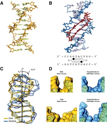 Figure 1.6 Py-Im polyamide binding alters the structure of DNA. (A) Native DNA crystal structure at 0.98 Å resolution (PDB 1D8G) (B) DNA/polyamide co-crystal structure at 0.95 Å resolution (PDB 3OMJ), ball-and-stick model of polyamide bound to DNA (C) Sign