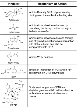 Table 1.1 Structures and putative mechanisms of a library of small molecule DNA replication inhibitors (55-61)
