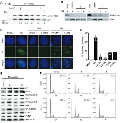 Figure 2.3 Polyamides induce ATR activation without extensive ssDNA formation. (A) Immunoblot of ATRpT1989 and ATR following IP of ATR in DU145 whole cell lysates treated with 4 mM hydroxyurea (HU) for 2 h, and DMSO, 10 µM polyamide 1, or 1 µM polyamide 2 