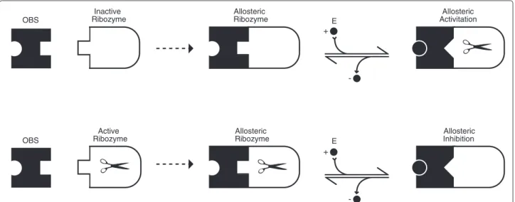 Figure 2 Allosterically controlled ribozymes. Allosterically activated ribozyme (top) and allosterically inhibited ribozyme (bottom) [20,21]