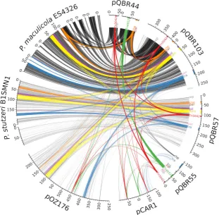 Fig. 2. Regions of similarity between theand alignment lengthsequences discussed in the text are colouredand labelled accordingly