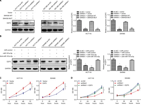 Figure 7 snhg6 functions as a ceRna by competitively sponging miR-181a-5p to regulate e2F5 expression.expression of e2F5 was examined by Western blot in hCT116 and sW480 cells transfected as indicated
