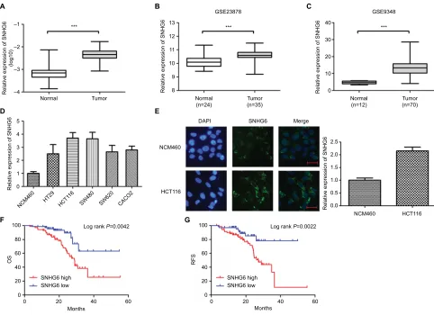 Figure 1 snhg6 is overexpressed in CRC tissues and cell lines and associated with poor prognosis.(fluorescent intensity and area) was determined using ImageJ software