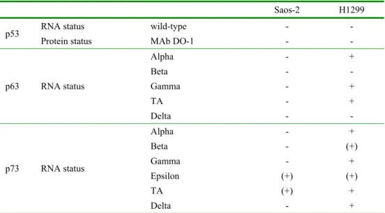 Tab. 1. The status of the p53, p63 and p73 mRNA in the H1299 and Saos-2 cell lines. 