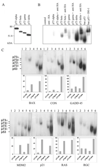 Fig. 1. Translation of the HA-tagged TAp73 isoforms and their binding to p53-responsive gene  promoters