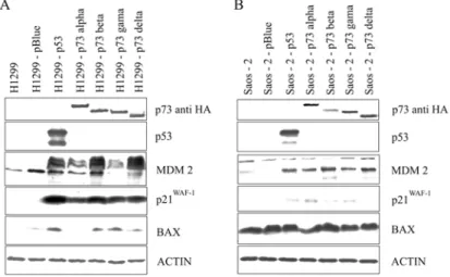 Fig. 3. The Western blot analysis of p53, TAp73, p21 WAF1 , MDM2 and BAX proteins after  the transient transfection of the TAp73 isoforms