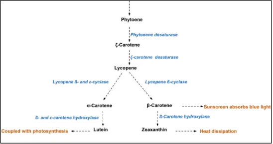 Figure 9. Carotenoids pathway showing synthesis of lutein, β-carotene, α-carotene and zeaxanthin from phytoene in D