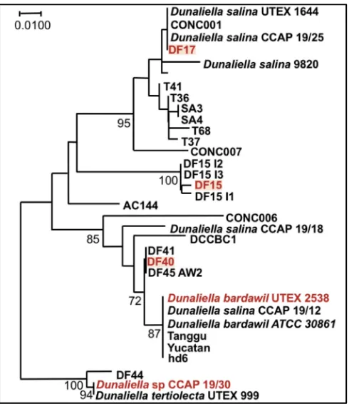 Figure 10. Phylogenetic tree showing the location of the three newly isolated Dunaliella strains (DF15, DF17 and DF40) compared to CCAP 19/30 and UTEX 2538 used in this study [43]
