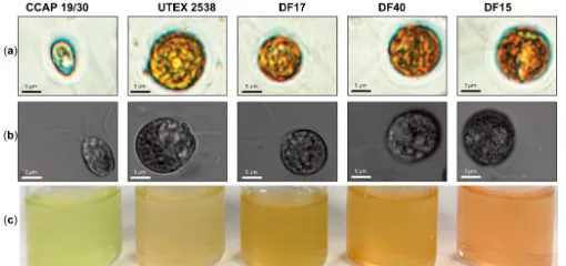 Figure 1. Microscopy observation of Dunaliella cells and photographs of stationary phase cultures of CCAP 19/30, UTEX 2538, DF17, DF40 and DF15 grown under a light intensity of 100~200 µmol m-2 s-1 at 20 °C