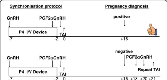 Fig. 3 Potential strategy to re-synchronise and re-breed dairy cows after an early pregnancy diagnosis result (day 16; GnRH = gonadotrophin-releasing hormone; PGF2 α = prostaglandin F2α; I/V = intravaginal; TAI = fixed-time artificial insemination)
