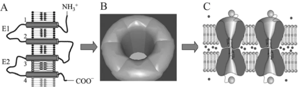 Fig. 1. The structure of gap junctions. Proteins of the connexin family consisting of  intramembraneous (1-4), extracellular (E1, E2), and intracellular domains (A), compose  hexameres (connexons; B), which give rise to intercellular channels built of conn