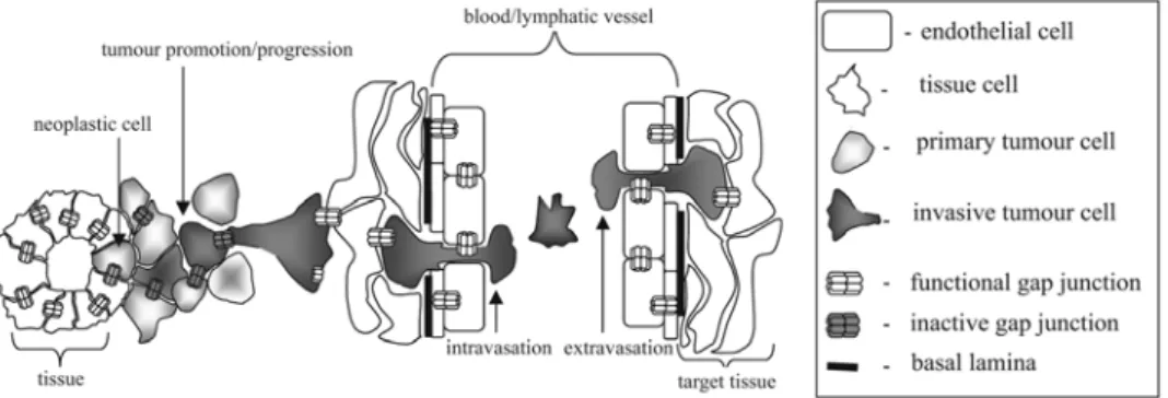 Fig. 2. The stage-specific function of gap junctions during tumour development. While the  loss of connexin expression/function can initiate and promote tumorigenesis in its initial  stages, the re-expression of connexins and/or re-constitution of their fu