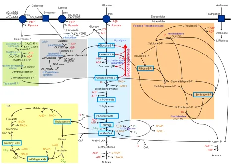 Figure 1. Schematic of select carbohydrate utilization pathways in C. acetobutylicum. Essential precursor metabolites are highlighted with blue boxes