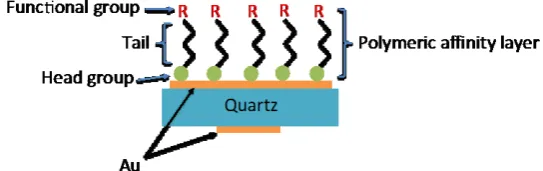 Fig. 1. The schematic of the added polymeric affinity layer on top of a QCM sensor.  