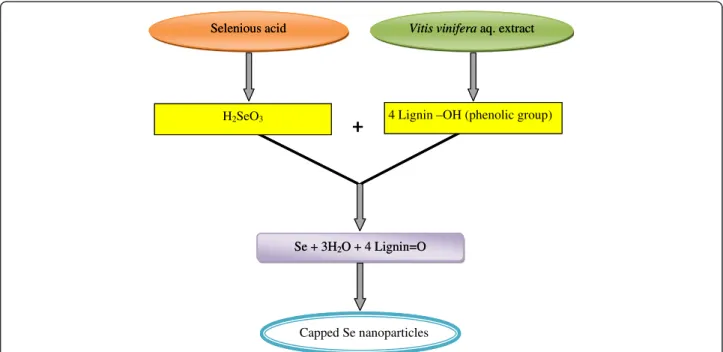 Figure 1 Se nanoparticle synthesis using Vitis vinifera extract.