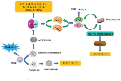 Figure 1 Mechanisms associated with RISRs: inflammation and oxidative stress.Abbreviations: COX-2, cyclooxygenase 2; iCAM-1, intercellular adhesion molecule 1; iNOS, inducible nitric oxide synthase; NF-kB, nuclear factor kB; NLRP3, nucleotide-binding domain, leucine-rich repeat-containing family, pyrin domain-containing 3; NO, nitric oxide; RiSR, radiation-induced skin reaction; TNF, tumor necrosis factor; vCAM, vascular cell adhesion protein.