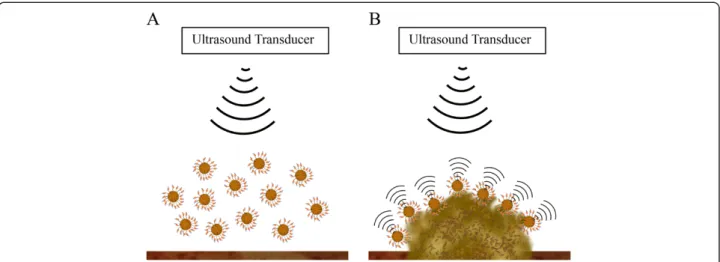 Figure 6 Ultrasound with targeted UCAs is a viable method to quantify biofilm matrix. The biofilm matrix was quantified by time-resolved high-frequency scanning acoustic microscopy
