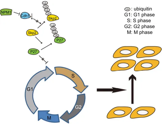 Figure 7 The schematic representation of how nPM1 promotes proliferation in breast cancer.Notes: nPM1 upregulates CDh1 levels, which accelerate skp2 degradation, thereby mediating the ubiquitination of p27kip1, and then induce the proliferation in breast cancer.