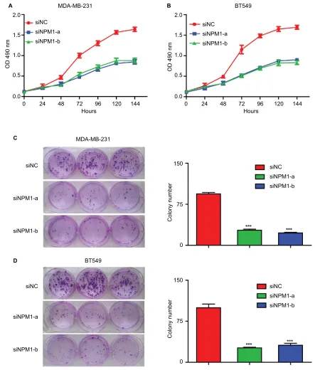 Figure 4 effects of nPM1 on the colony formation and cell proliferation of MDa-MB-231 and BT549 cells.Notes: (A and B) inhibition of nPM1 inhibits cell growth in MDa-MB-231 and BT549 cells by the CCK-8 assay