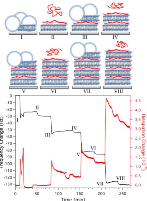 Figure 1(III) shows the addition of a POPC/POPG 3:1 lipidvesicle solution, resulting in a change in frequency of −21.0 ±0.5 Hz (after washing)