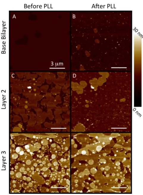 Figure S2).lengths. This reduced surface packing is most likely due to theincrease in positive charge of PLL at lower pH