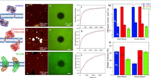 Figure 6. Properties of single base bilayers and PLL 70component values Dbilayers withfraction (N) for hFMO3, CYP2D6 and MtrCAB in a base bilayer only (3:1 POPC/POPG) and in the second bilayer of a double bilayer (1:1POPC/POPG base, 3:1 POPC/POPG 2nd)