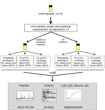 Figure 1. Schematic showing the studydesign. For immunoassay and SELDI,all ten samples each with six pro-cessing conditions were analyzed (forSELDI, 120 duplicate proﬁles were gen-erated)