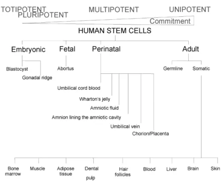 Fig. 1. Diagram of human stem cell hierarchy and classification. 
