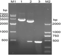 Figure 2. Hind Characterization of the recombinant plasmid pET-32a(+)/cpsE by restriction digestion and PCR-based amplifi-cation