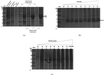 Figure 3. (a) His6-tagged CpsE expression in BL21(DE3) at different temperature conditions on a 12.5%SDS-PAGE gel.The sample are di-luted five folds relative to the standard preparation for the gel(25μl of the sample buffer for each 1mL of cell pellet at A