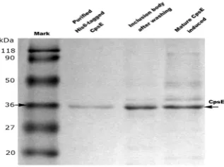 Table 1. Purification of cpse protein from 1l culture. 