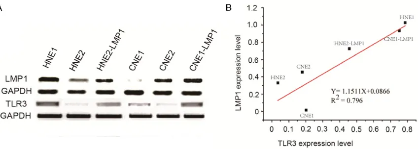 Figure 2. LMP1 promoted TLR3 expression. A. LMP1 overexpression in CNE1 and HNE2 substantially increased TLR3 production